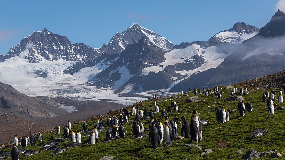 The Eden of Penguins art print by Annie Poreider for $57.95 CAD