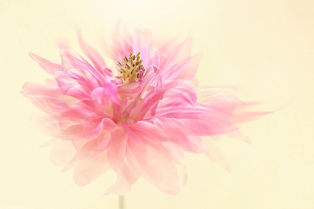 Translucent art print by Jacky Parker for $57.95 CAD