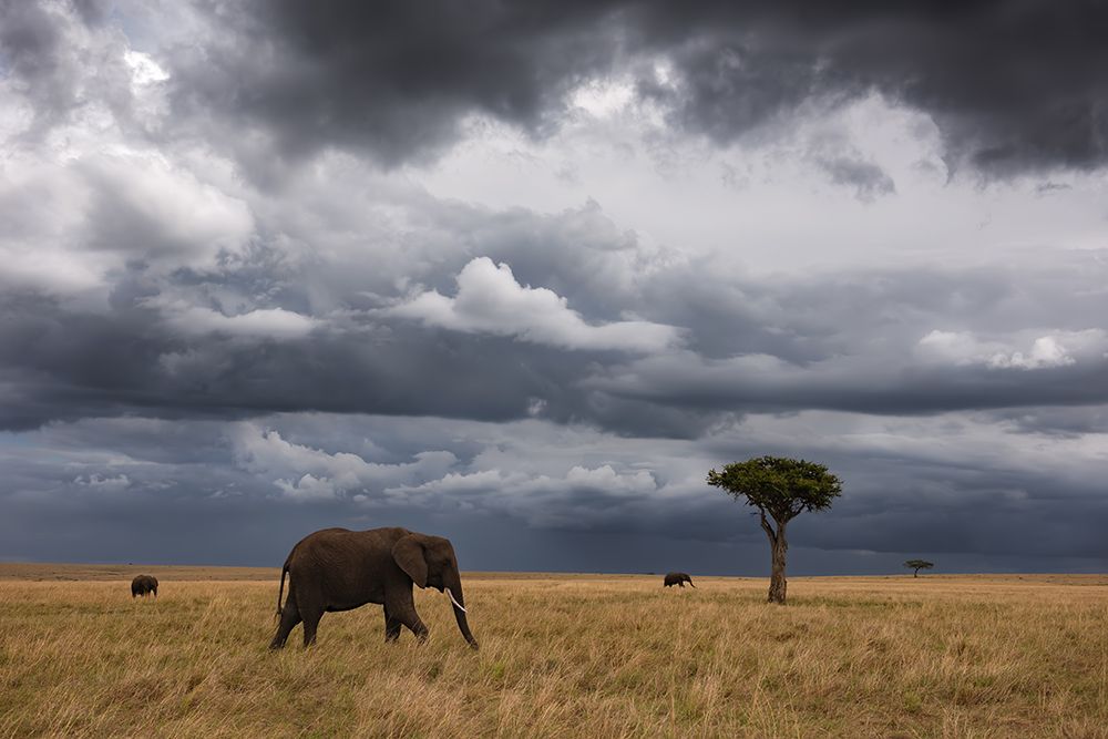 African sky art print by Mario Vigo for $57.95 CAD