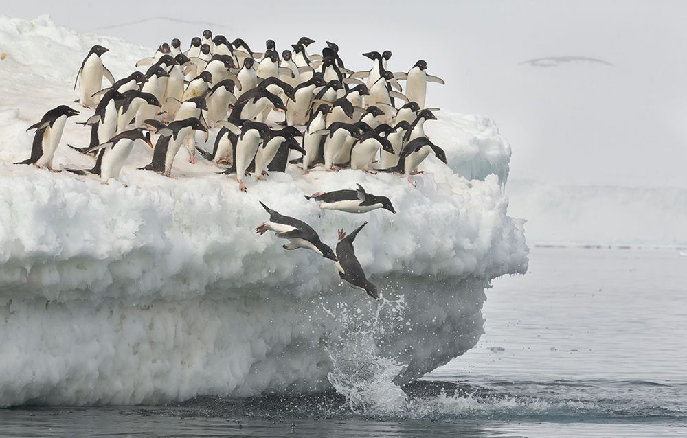 Penguins jumping art print by Joan Gil Raga for $57.95 CAD