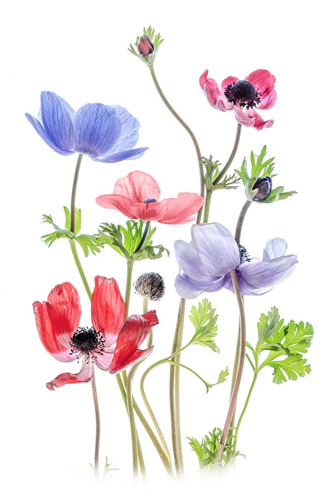 Anemone De Caen art print by Mandy Disher for $57.95 CAD