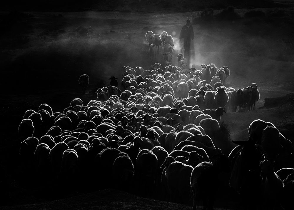 flock of sheep art print by Feyzullah Tunc for $57.95 CAD