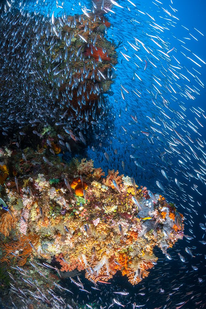 Coral reef under the sun of Raja Ampat. art print by Barathieu Gabriel for $57.95 CAD