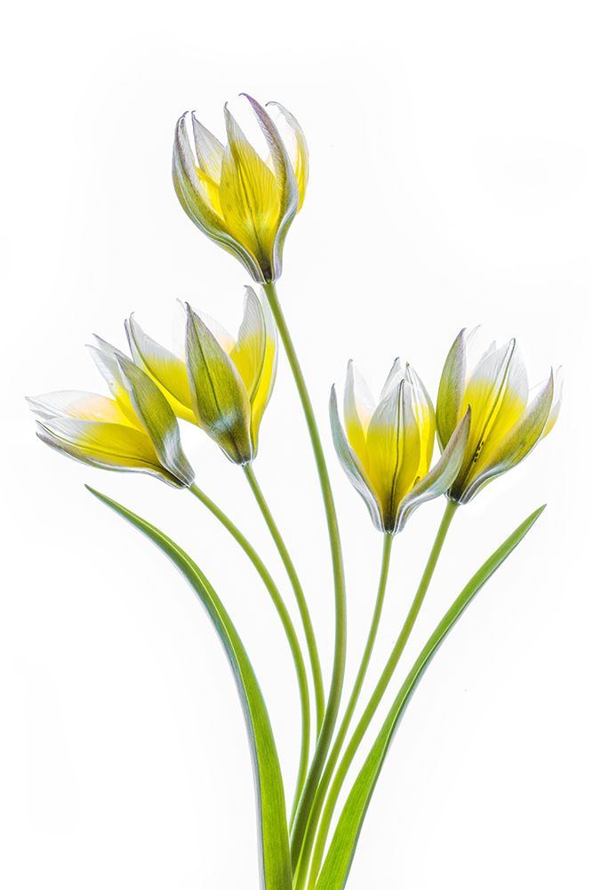 Tulipa art print by Mandy Disher for $57.95 CAD