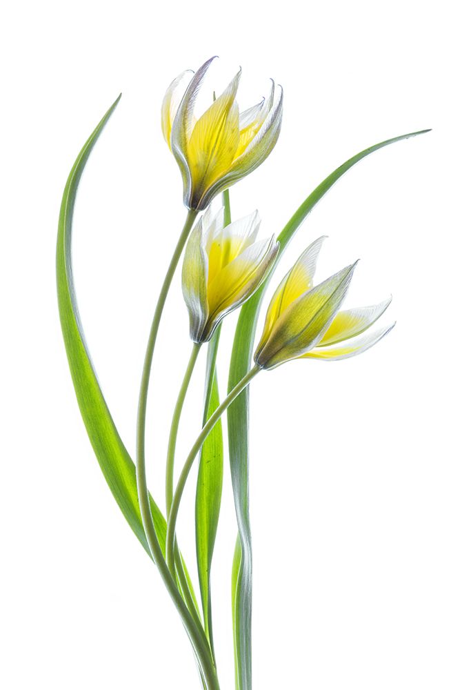 ~~Tulipa~~ art print by Mandy Disher for $57.95 CAD