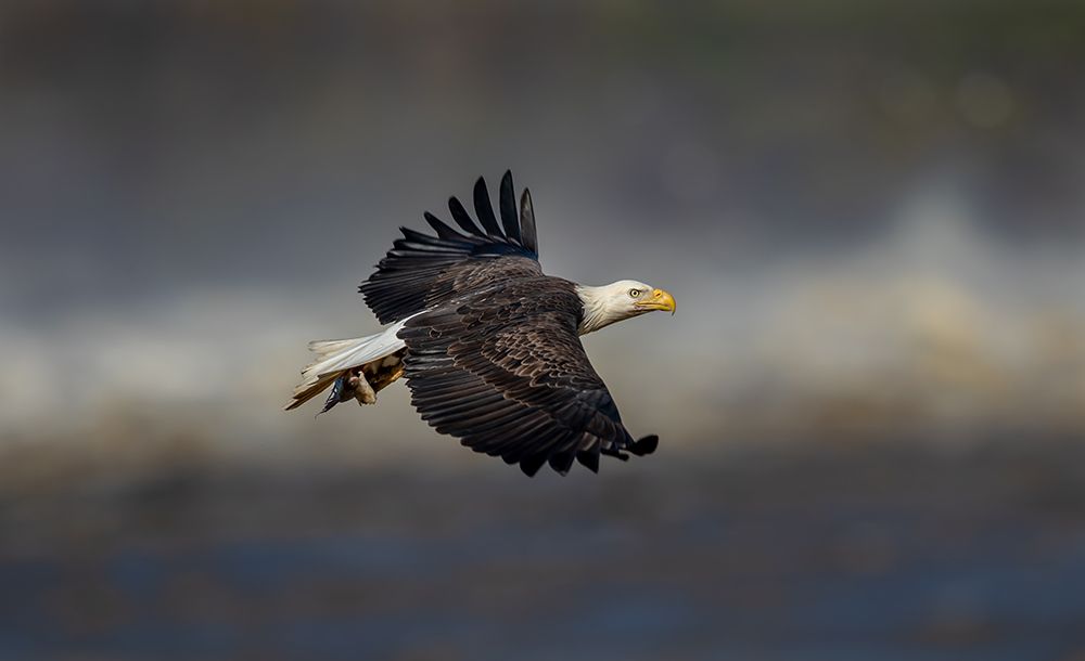 Bald eagle flying art print by LM Meng for $57.95 CAD