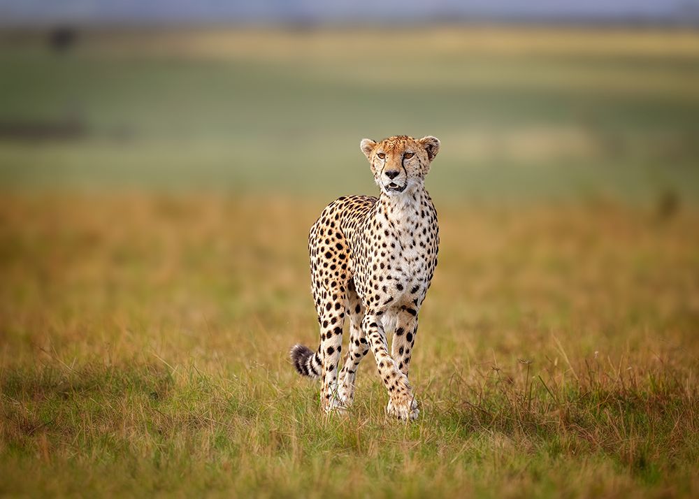 A Cruising Cheetah art print by Annie Poreider for $57.95 CAD