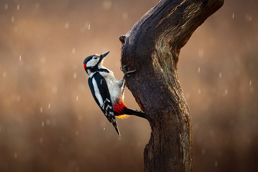 Woodpecker In The Rain art print by Kieran O Mahony for $57.95 CAD