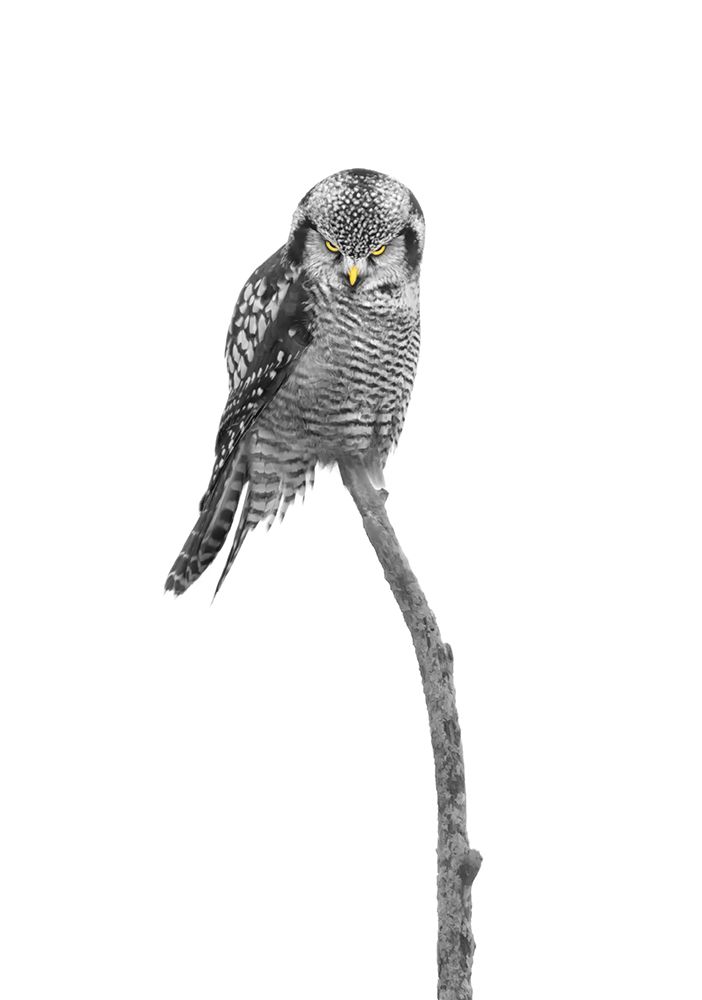 The lOOk art print by Larry Deng for $57.95 CAD