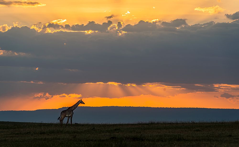 Giraffe at sunset art print by Jie Fischer for $57.95 CAD