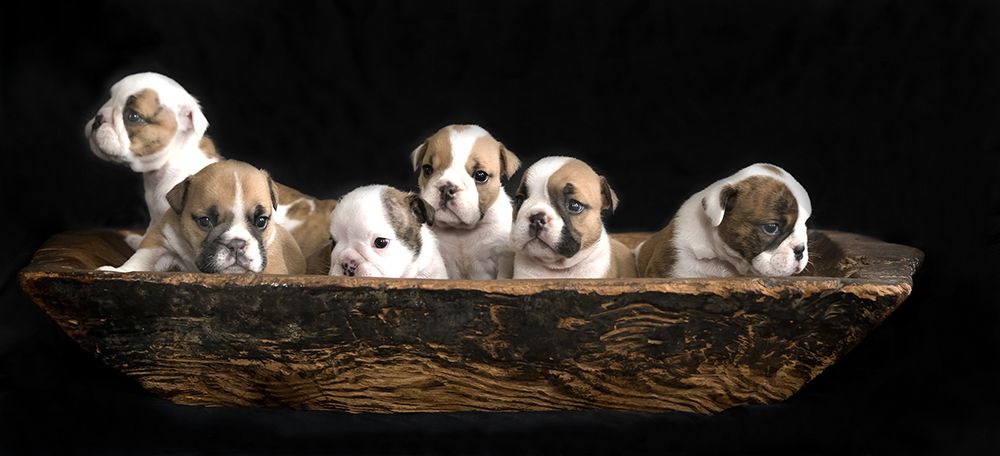 A bunch of English Bulldog puppies. art print by Gert van den for $57.95 CAD