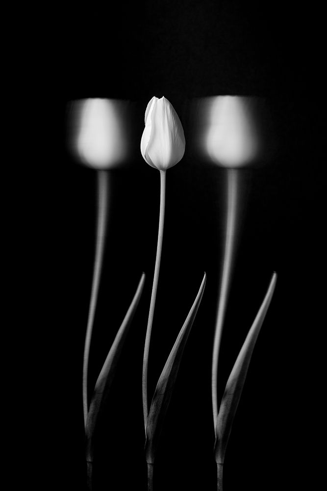 Tulips art print by Tony Xu for $57.95 CAD