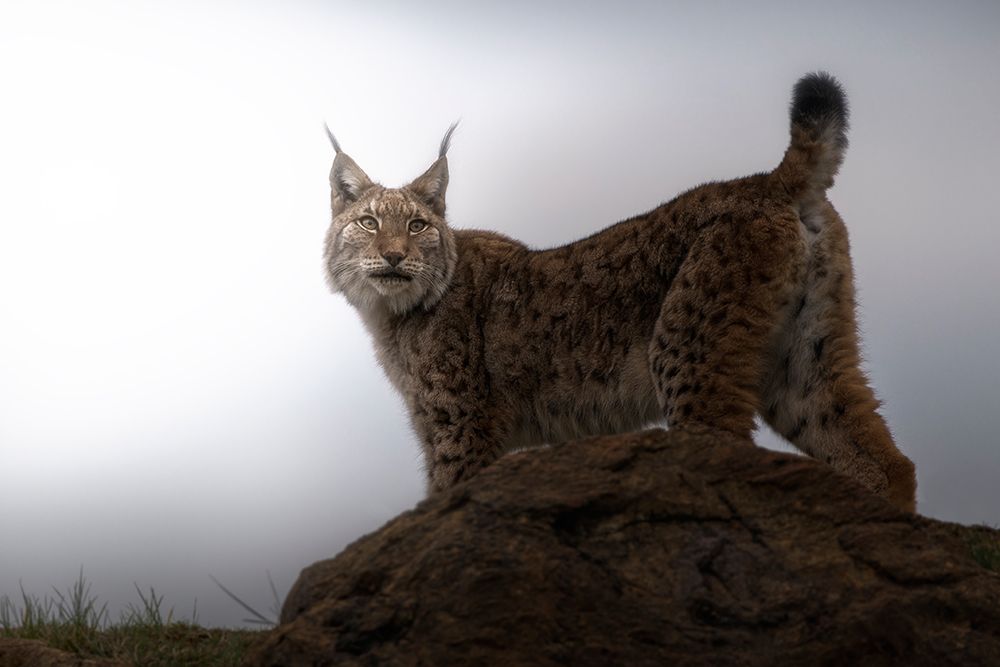 Lynx in the mist. art print by Sergio Saavedra Ruiz for $57.95 CAD