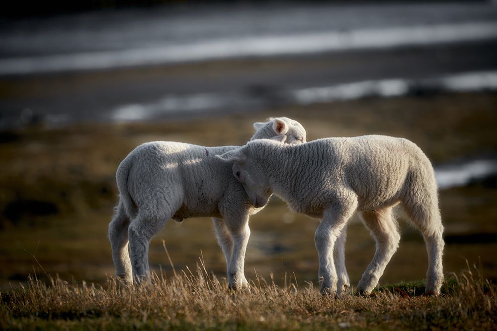 Lamb Friends art print by Bodo Balzer for $57.95 CAD