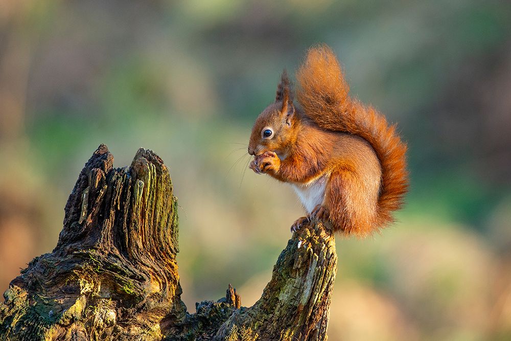 Red Squirrel art print by Ray Cooper for $57.95 CAD