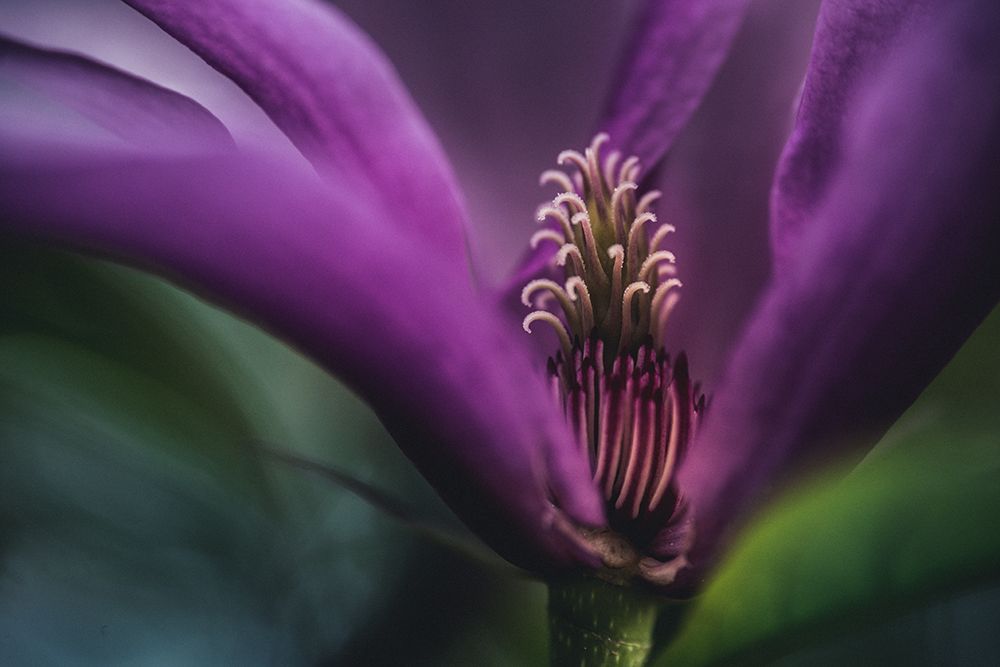 Magnolia inside art print by Ulrike Eisenmann for $57.95 CAD