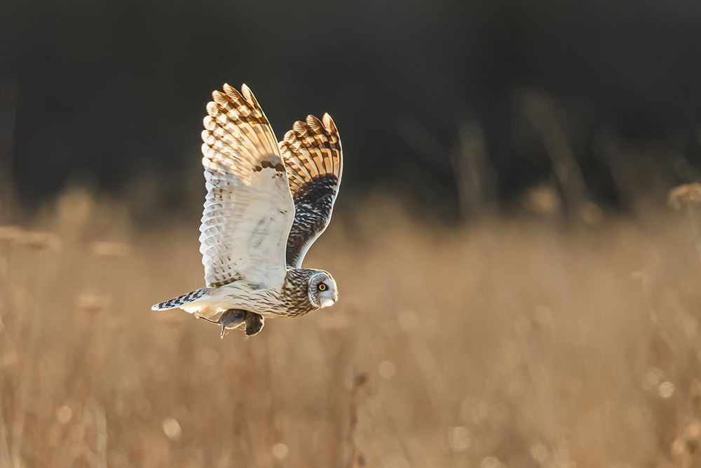 Owls Dinner art print by Fion Wong for $57.95 CAD