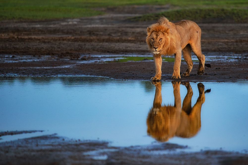 Reflective King art print by Mohammed Alnaser for $57.95 CAD