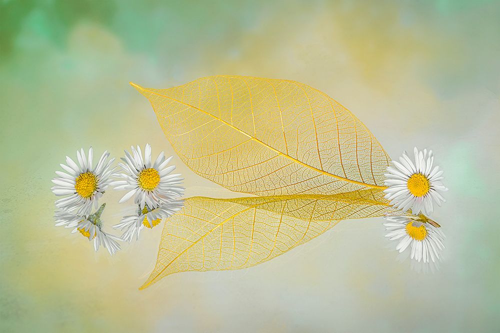 Mini Daisy art print by Lydia Jacobs for $57.95 CAD