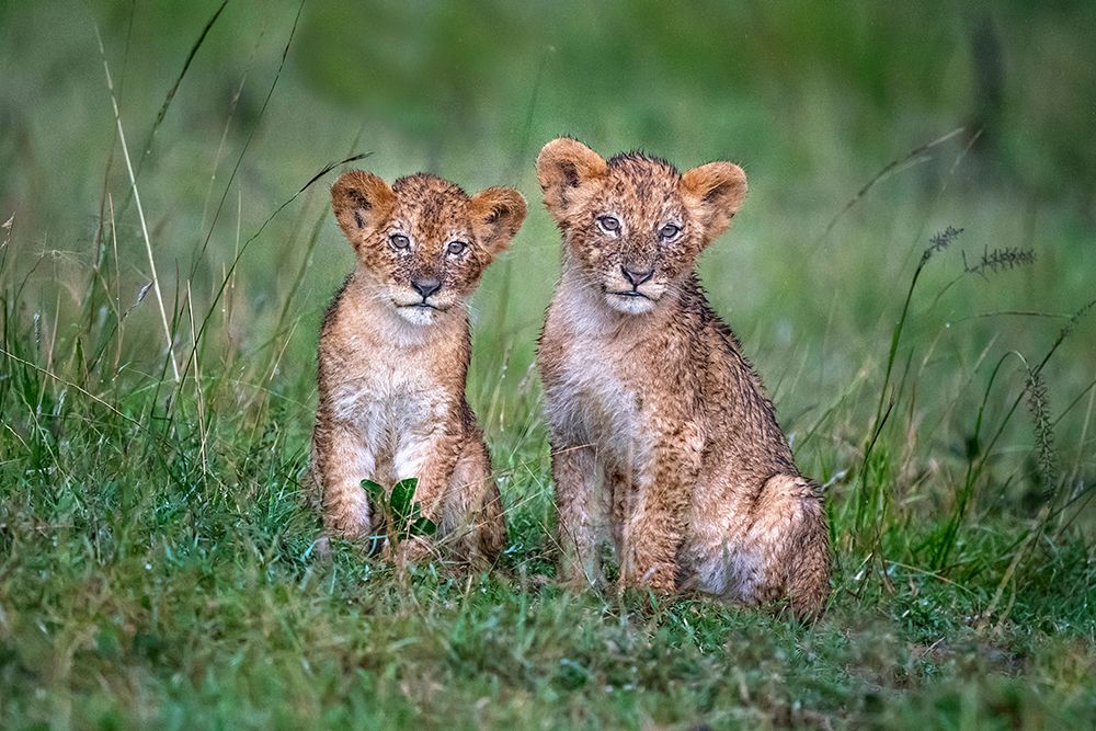 Two rain-soaked lion cubs art print by Xavier Ortega for $57.95 CAD