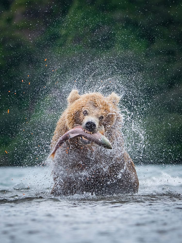 TheAnKamchatkaAnbrownAnbear art print by Petr Simon for $57.95 CAD