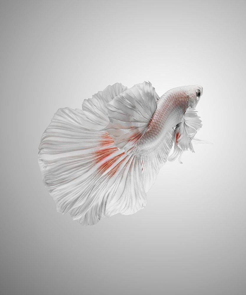 White Betta art print by Andi Halil for $57.95 CAD