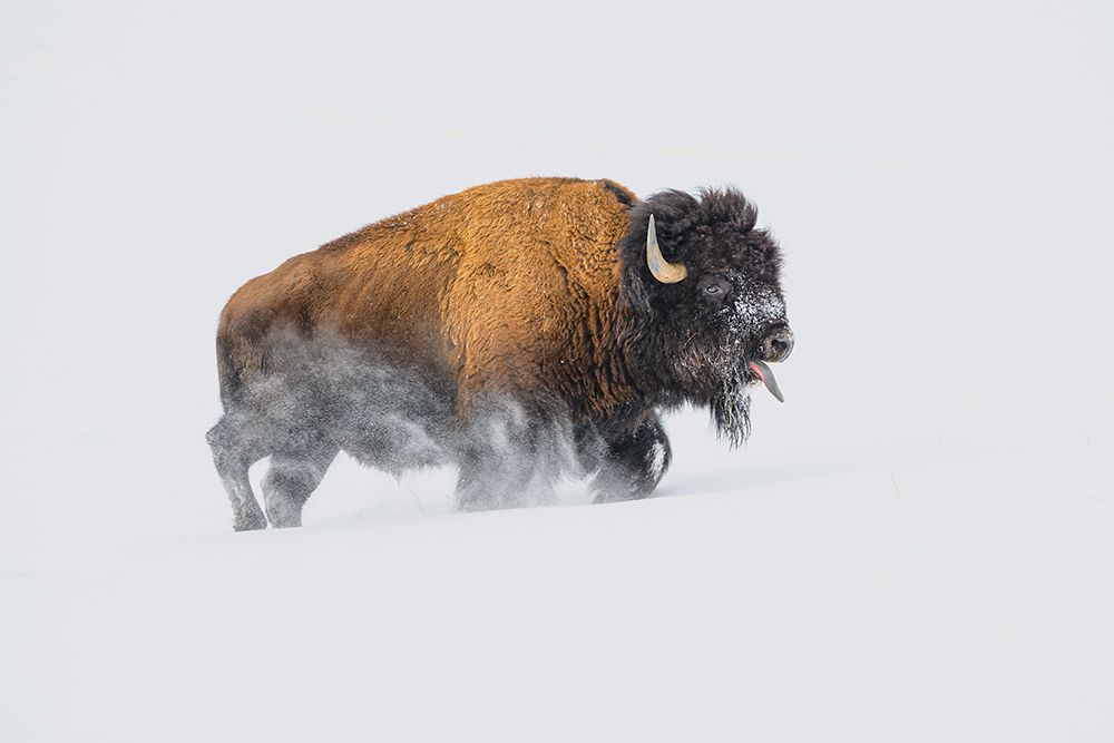 Bison In The Snow art print by Debbie Hunt for $57.95 CAD