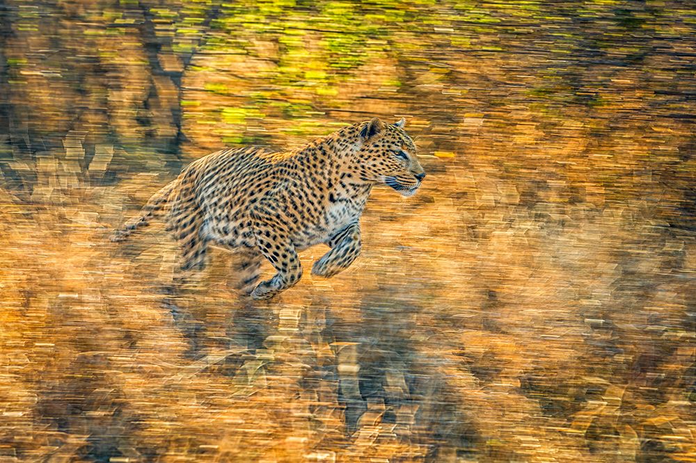 On the run art print by Jeffrey C. Sink for $57.95 CAD
