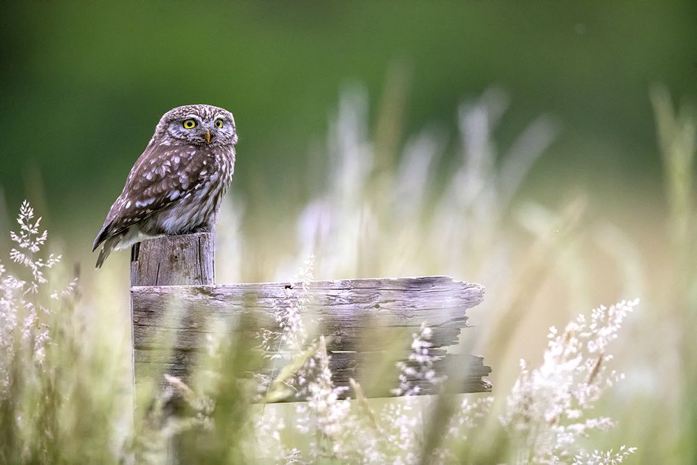 Little Owl art print by Marco Redaelli for $57.95 CAD