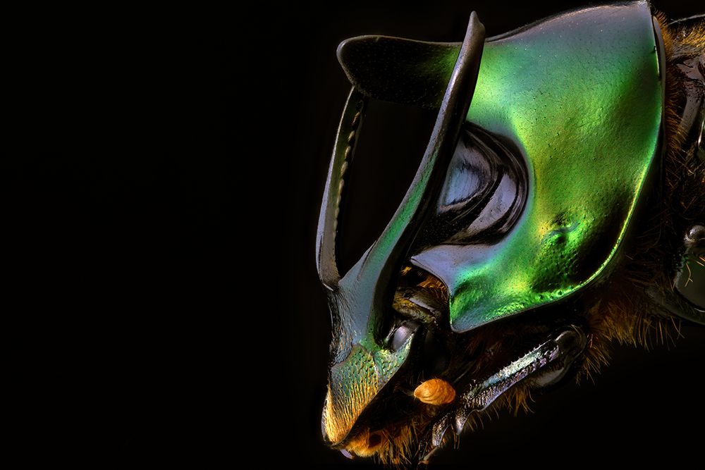 Onthophagus mouhouti art print by Manuel Bratti for $57.95 CAD