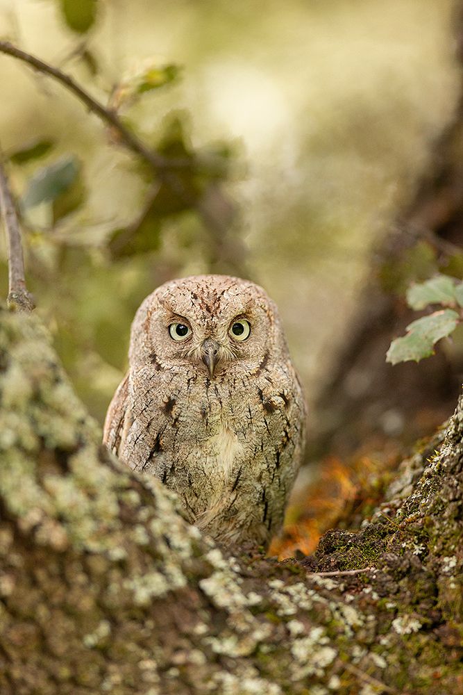 Scops owl art print by Joan Gil Raga for $57.95 CAD