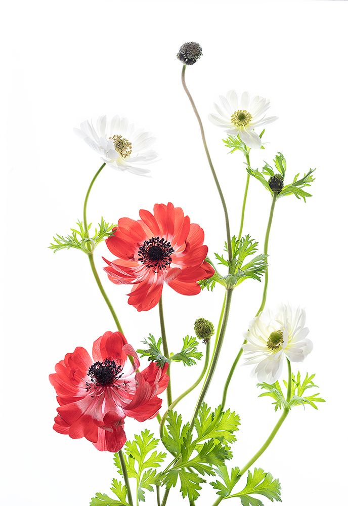 Spring Anemone Family art print by iPuraVida for $57.95 CAD