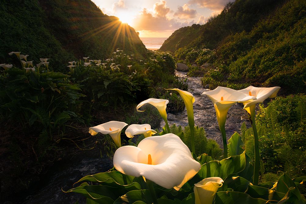 Calla Lily World art print by Gerald Macua for $57.95 CAD