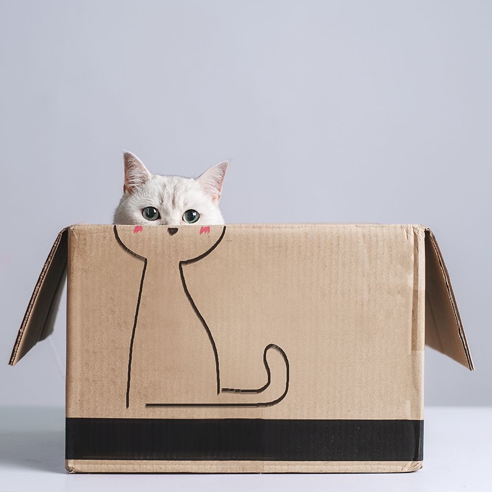 Cat In The Box art print by Terry F for $57.95 CAD