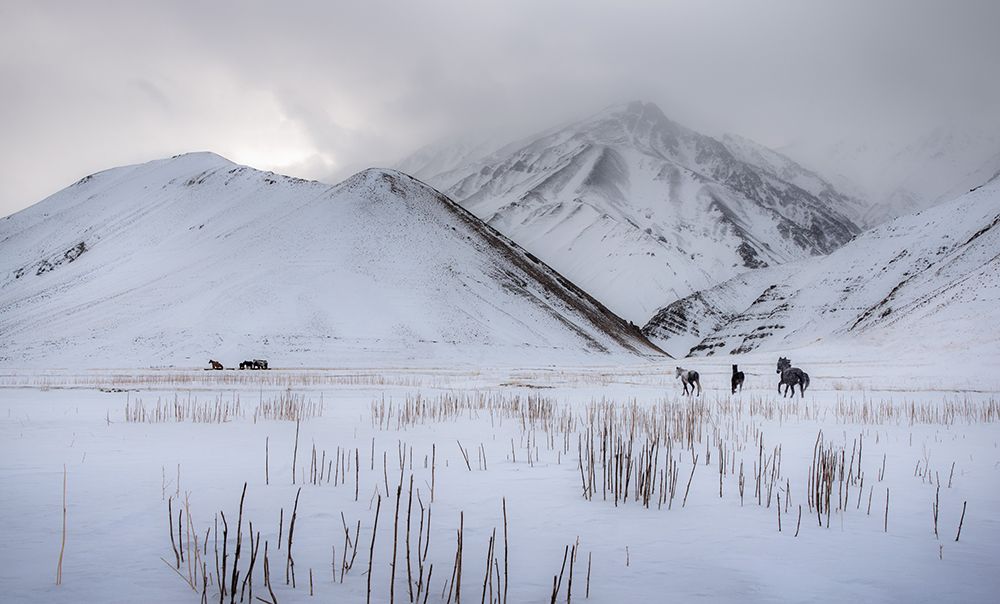 Wild Horses art print by Hosein Babaei for $57.95 CAD