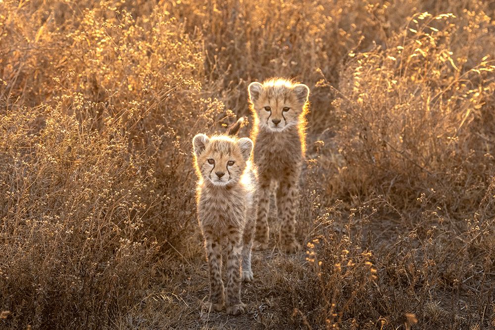 Two Little Cheetah art print by Hung Tsui for $57.95 CAD