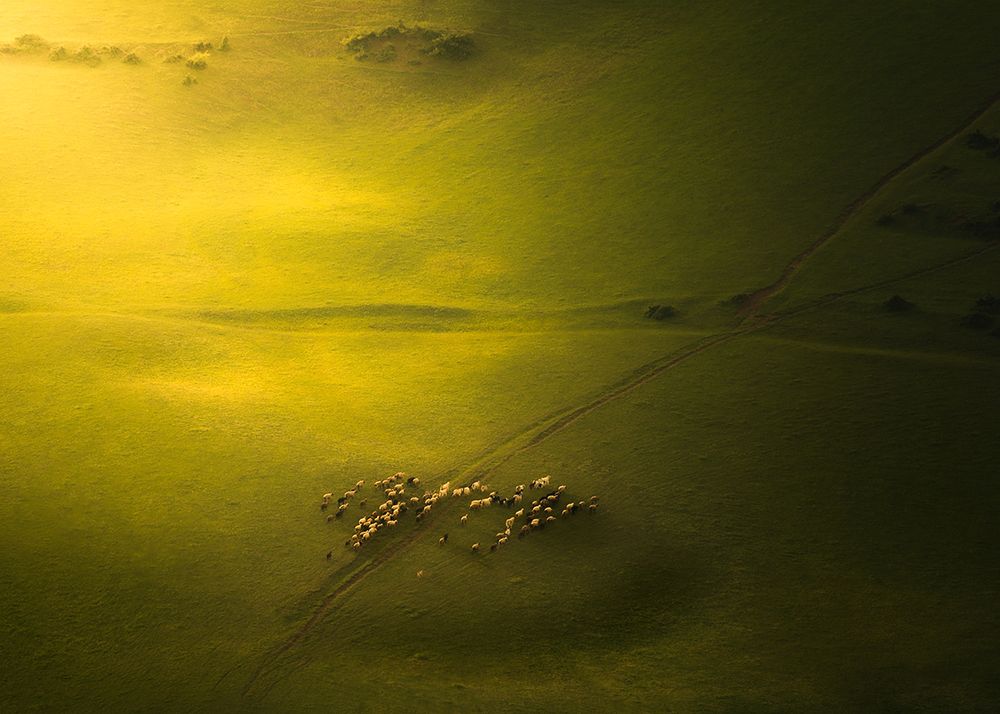 The Sheep in The Green Land art print by Majid Behzad for $57.95 CAD