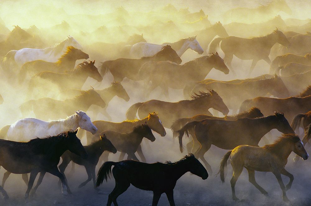 Wild horses art print by Emir Bagci for $57.95 CAD