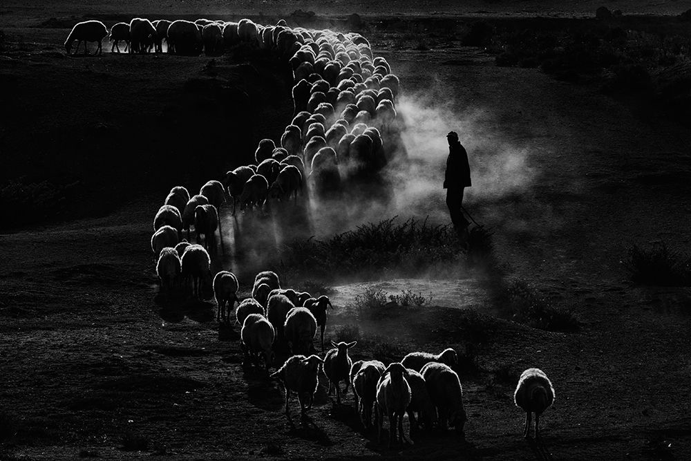 Sheep Herd art print by Emir Bagci for $57.95 CAD