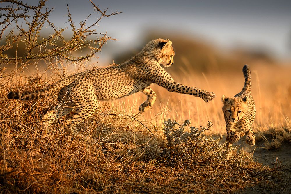 Two cheetahs in the morning light art print by Hung Tsui for $57.95 CAD