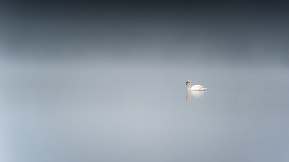 The sad swan art print by Benny Pettersson for $57.95 CAD