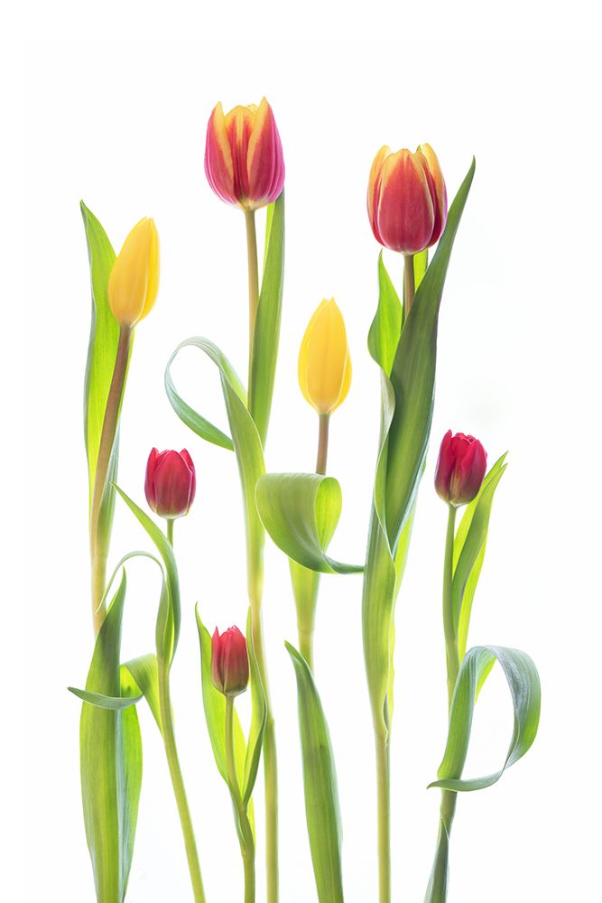 Tulips art print by Sharon Williams for $57.95 CAD