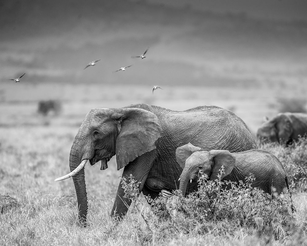 MONO ELEPHANT FAMILY art print by Jaco Marx for $57.95 CAD