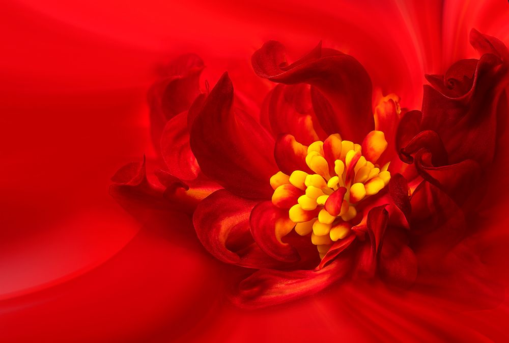 Yellow Stamen art print by Lydia Jacobs for $57.95 CAD