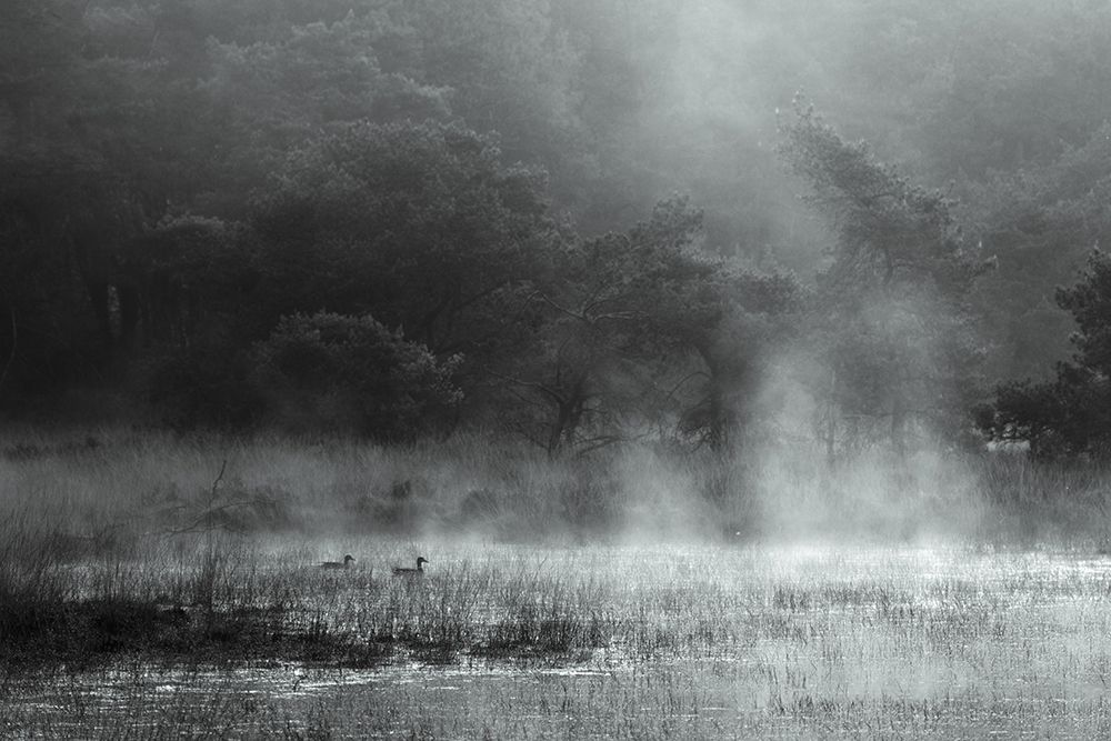 Morning at the moor art print by Vincent Croce for $57.95 CAD