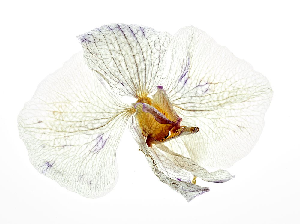 Dry orchid art print by Joan Gil Raga for $57.95 CAD