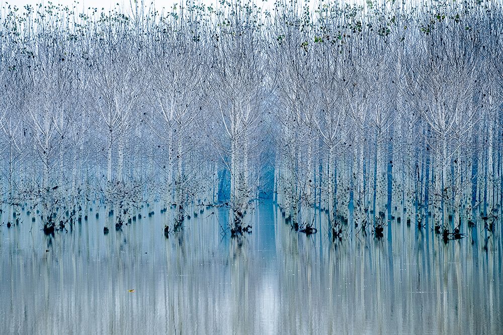 Young forest art print by Ralu Butnaru for $57.95 CAD