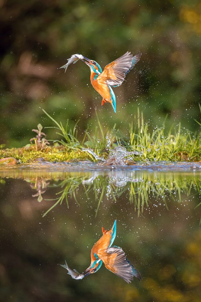 The diving Common Kingfisher art print by Petr Simon for $57.95 CAD