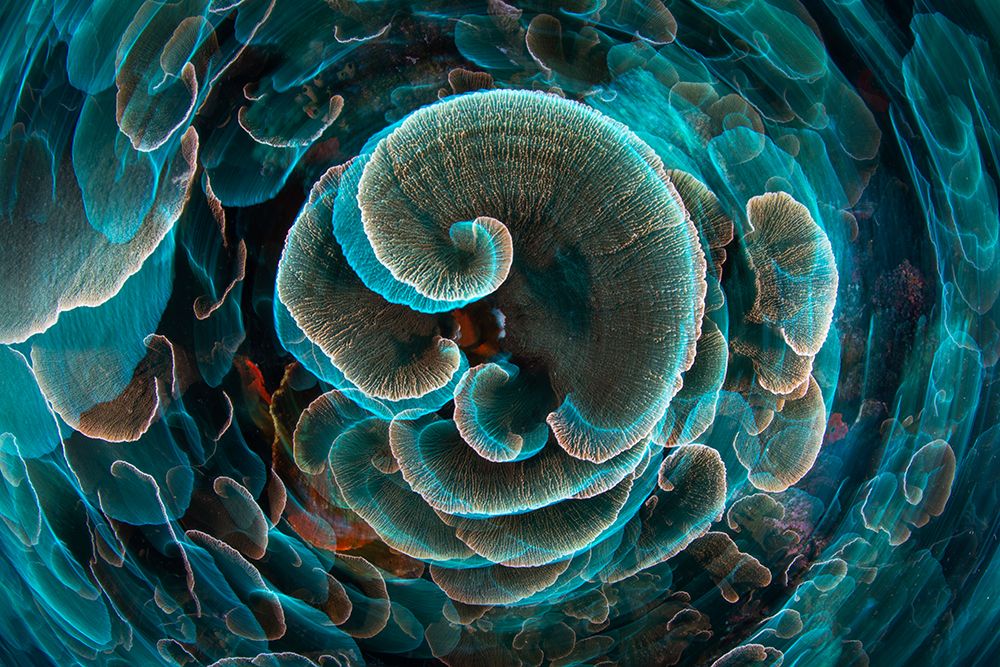 Lettuce Coral art print by Barathieu Gabriel for $57.95 CAD