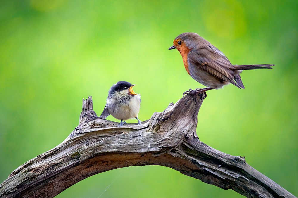 Youre not my mom !!! art print by Kieran O Mahony for $57.95 CAD